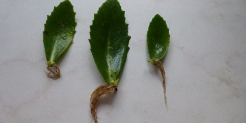 Kako razmnožavati stonecrop: reznice, sjemenke i podjela rizoma